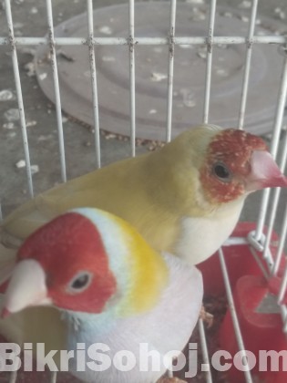 Running Yellow Gouldian Finch